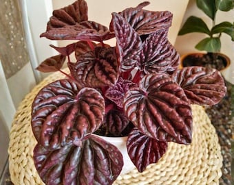 Red Peperomia Caperata 2 Inch – Emerald Ripple Frost Platinum, Mini Houseplant in Tin Pot