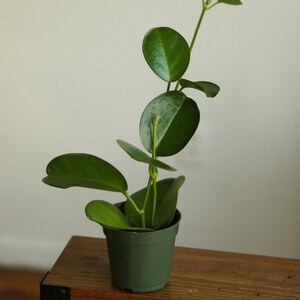 Hoya Australis 2 Inch – Tiny Mini Pixie Wax Plant, Live Rooted Hoya Houseplant, Compact