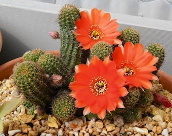Erdnusskaktus (Echinopsis chamaecereus) – Gut bewurzelte Jungpflanze, hängender Mini-Kaktus