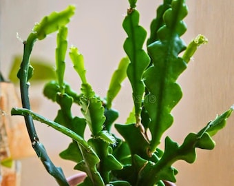 Fishbone Cactus 4 Inch – Ric Rac Climbing Cactus Weberocereus imitans, Zig Zag Succulent