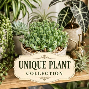 Albuca spiralis displayed among tasteful succulents and unusual houseplants.