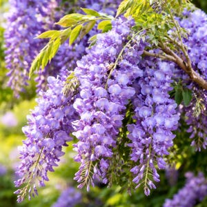 Climbing Vines With Purple Flowers - Etsy Hong Kong