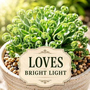 Healthy curled Albuca foliage illuminated by natural sunlight