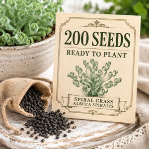 Albuca spiralis seeds displayed beside an elegant seed packet with a mature curly plant softly visible behind
