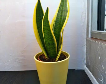 Variegated Snake Plant 2 Inch – Sansevieria Dracaena Trifasciata, Lengua de Vaca, Mini Indoor Plant