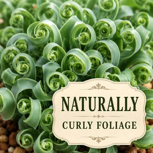Macro-style view emphasizing multiple tight green corkscrew curls.