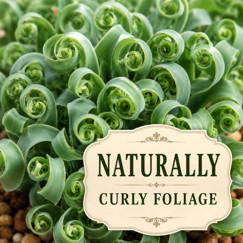 Macro-style view emphasizing multiple tight green corkscrew curls.