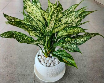 Aglaonema Snow White 4 Inch – Weiß panaschierte chinesische Immergrüne, tropische Zimmerpflanze, pflegeleicht