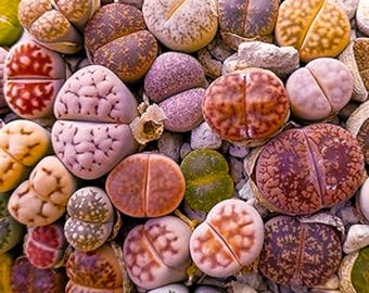 Lithops Seeds 500pcs, Living Stone Succulent Mix, Rare Succulent, Mini Desert Indoor Cactus