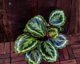 Calathea Medallion 4 Inch – Roseopicta Gebetspflanze, Königliche Rose Tropische Zimmerpflanze, Kaninchen