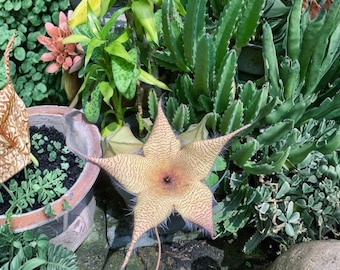 Stapelia Gigantea Plant – Giant Starfish Flower Succulent, Zulu Carrion , Rare Stapelia