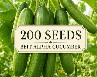 200 Beit Alpha Cucumber Seeds – Heirloom Burpless Vegetable Garden Planting