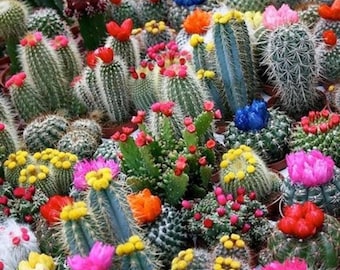 Rainbow Cactus Seeds 500pcs Mix, Assorted Succulent Cactus Spiny Desert Plants, Easy Grow Indoor