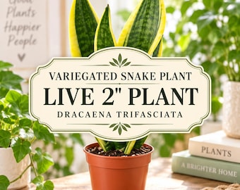 Variegated Snake Plant 2 Inch – Sansevieria Dracaena Trifasciata, Lengua de Vaca, Mini Indoor Plant