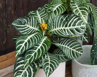 Zebra Plant Aphelandra Squarrosa 4 Inch – Tropical Striped Houseplant, White Vein Leaves