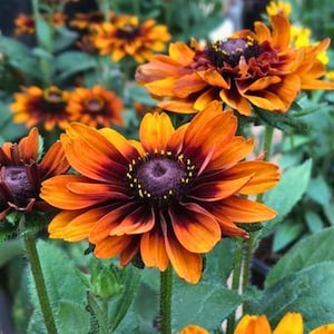 Rudbeckia Seeds 500 pcs, Copper Black Eyed Susan Flowers, Warm Tone Summer Blooms, Wildflower