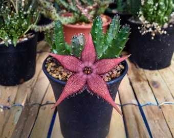 Stapelia schinzii 4 Inch – Seltene Stapelia-Sukkulente, Huernia orbea-ähnliche Pflanze, einzigartiger Blütenkaktus