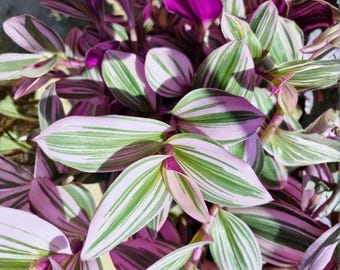 Pink Tradescantia Nanouk 2 Inch – Variegated Wandering Jew Plant, Rare Mini Pixie Houseplant, Colorful