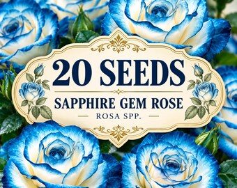20 Sapphire Gem Rose Seeds Rosa Spp Mixed Tone Garden Flower Ornamental Rose Planting
