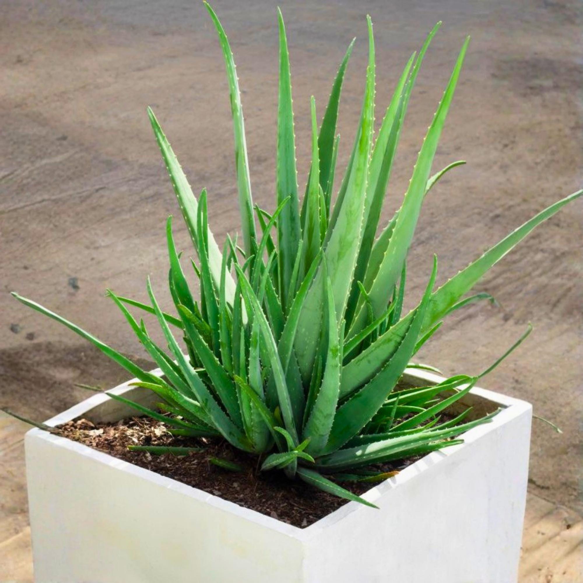 Aloe Vera Barbadensis Miller - Etsy