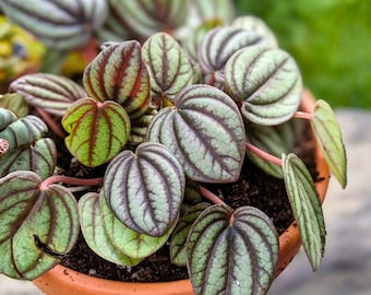 Peperomia Rosso Albovittata Plant – Piccolo Banda Peperomia, Ivy Leaf Houseplant, Red Green Foliage, Compact
