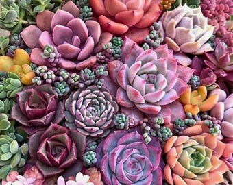 Mixed Succulent Seeds 200pcs, Assorted Cactus Succulent Mix, Colorful Variety Pack, Indoor Outdoor Plants