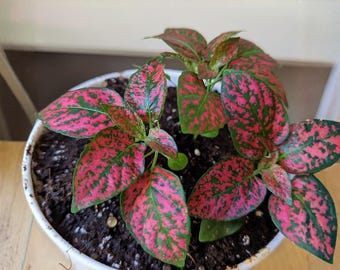 Red Hypoestes Phyllostachya Plant 4 Inch – Polka Dot Flamingo Houseplant, Pink Spotted Leaves
