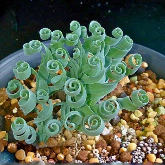 Spiral Grass Seeds 200pcs, Albuca Spiralis Succulent, Corkscrew Plant Curly Green Indoor Plant