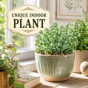 Attractive Albuca spiralis on a bright sunny windowsill in a stylish home interior.