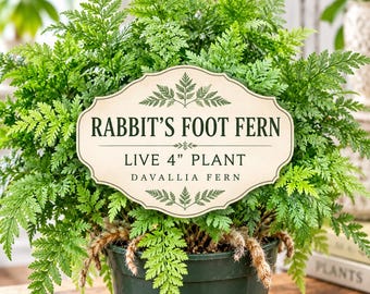 Rabbits Foot Fern 4 Inch – Davallia Fejeensis Canariensis, Footed Fern Houseplant, Unique Indoor