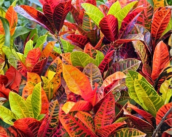 Variegated Croton Plant 4 Inch – Codiaeum variegatum Large Leaf, Colorful Indoor Houseplant, Tropical Foliage