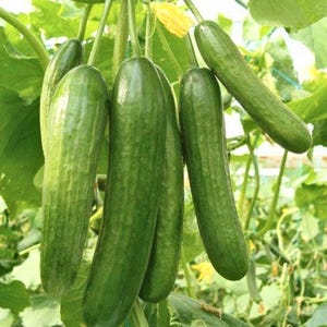 Può includere: Un gruppo di cetrioli verdi freschi appesi alle viti. I cetrioli sono allungati con una superficie leggermente strutturata, circondati da foglie verdi e alcuni fiori gialli. L'immagine mostra una fonte di cibo naturale e biologico.