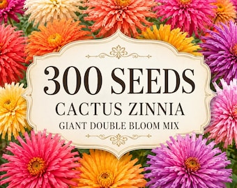 300 Cactus Zinnia Seeds – Giant Double Bloom Zinnia Elegans Heirloom Mix – Colorful Summer Garden Flowers