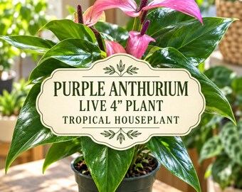 Purple Anthurium Plant 4 Inch – Tropical Flowering Houseplant, Glossy Heart Leaf Indoor Plant