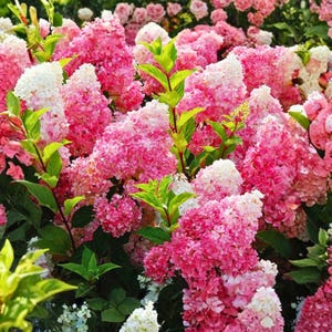 Semillas de hortensia paniculada, 50 unidades, flores de hortensia paniculada ornamental rosa y blanca.