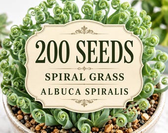 200 Albuca Spiralis Seeds, Corkscrew Plant, Curly Succulent (Seeds Only)