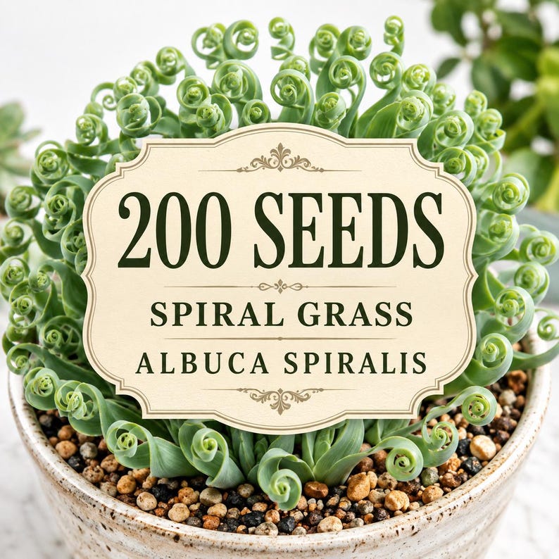 Mature Albuca spiralis with dramatic corkscrew-shaped green foliage in an attractive container.