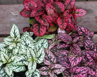 Tricolor Polka Dot Plant 4 Inch – Hypoestes Phyllostachya Red Pink White, Colorful Indoor Houseplant