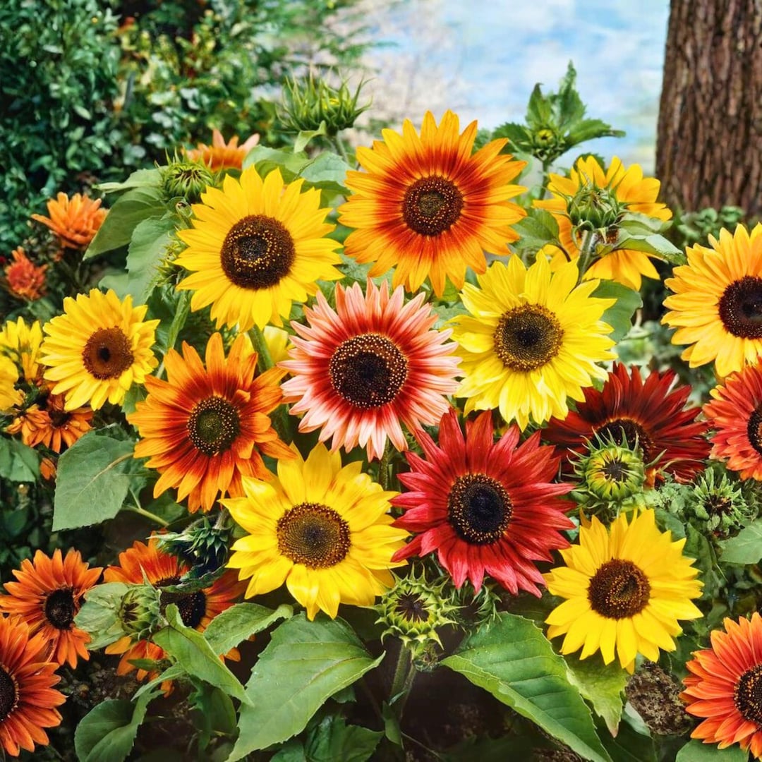 100-autumn-beauty-sunflower-seeds-heirloom-helianthus-annuus