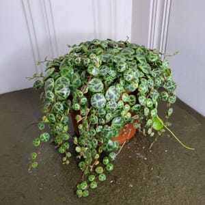 May include: A String of Turtles plant in a brown pot. The plant features small, round, green leaves with darker green markings, cascading over the sides of the pot. The plant is a vibrant green color.