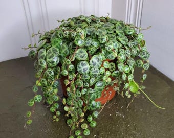 String of Turtles Peperomia Prostrata – Tiny Mini Vining Plant, Turtle Leaf Trailing Houseplant, Small