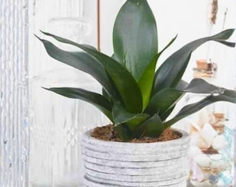 Black Dragon Snake Plant – Sansevieria Dracaena Trifasciata All Green, Upright Indoor Houseplant