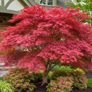 30 Japanese Maple Seeds Acer Palmatum Red Maple Tree Ornamental Garden