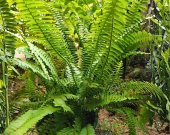 Bostonfarn (Nephrolepis exaltata), 10 cm, Zimmerfarn, üppige, grüne, tropische Zimmerpflanze