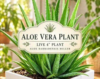 Aloe Vera Plant 4 Inch – Aloe barbadensis Miller Succulent, Easy Care Indoor Green Fleshy