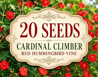 Cardinal Climber Seeds – Scarlet Red Hummingbird Vine (20 Seeds)