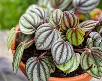 Peperomia Piccolo Banda 4 Zoll – Albovittata Frost Peperomia, seltene Zimmerpflanze mit welligem Blatt