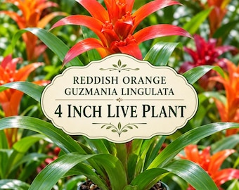 Reddish Orange Guzmania Lingulata 4 Inch – Scarlet Star Bromeliad, Tropical Flowering Indoor