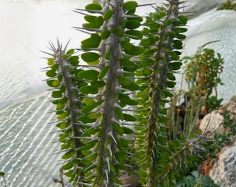 Madagascar Ocotillo Alluaudia Procera 4 Inch – African Succulent Cactus Look Plant, Spiny Upright