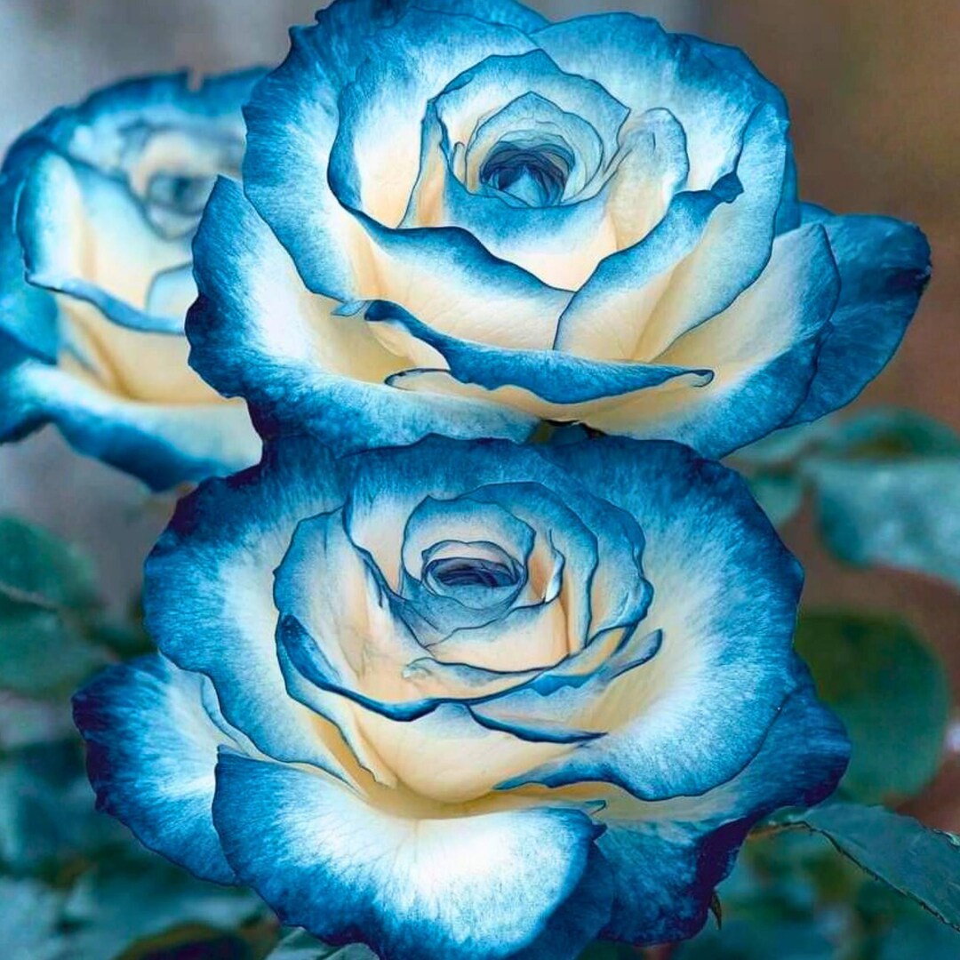 Gemed Roses 20 Sapphire Gem Rose Seeds Rosa Spp Mixed Tone Garden Flower Ornamental ...
